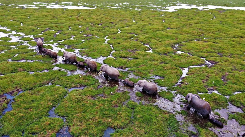 African Elephants, Amboseli National Park, Kajiado, Kenya